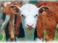 SUSTITUTO LÁCTEO PARA TERNEROS LACTILAC
